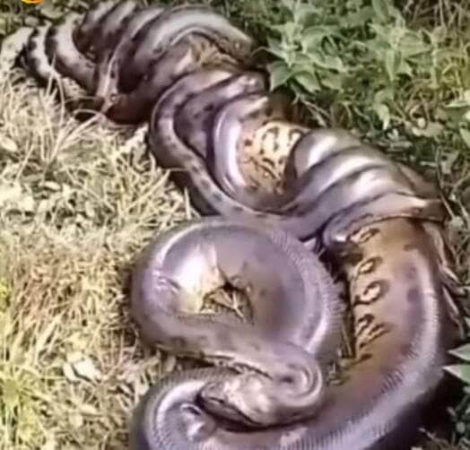 Cena impressionante de cobras sucuris disputando acasalar viraliza nas redes, e biólogo explica o fenômeno