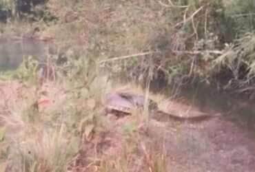 Sucuri veloz; a gigante das águas que surpreende com sua agilidade