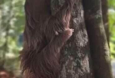Bicho-Preguiça resgatado após atropelamento é devolvido à natureza em Sinop