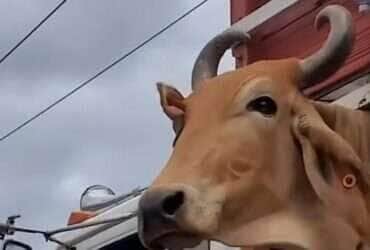Boi Aventureiro; passeio inusitado na rodovia viraliza nas redes sociais
