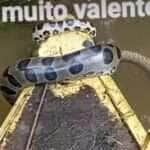Sucuri 'toma posse' de canoa e diverte a web