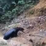 Anta escorrega em barranco e viraliza nas redes; deslize selvagem