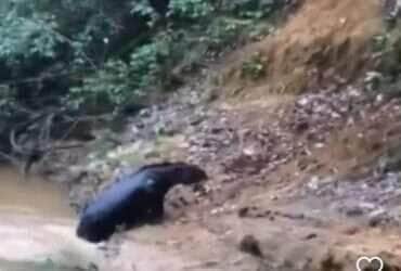 Anta escorrega em barranco e viraliza nas redes; deslize selvagem
