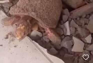 Jabuti é encontrado vivo após anos soterrado em casa no Tocantins