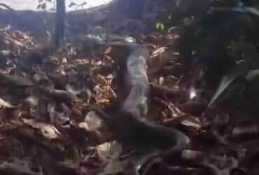 Sucuri é filmada em seu habitat natural e impressiona com sua agilidade e grandeza