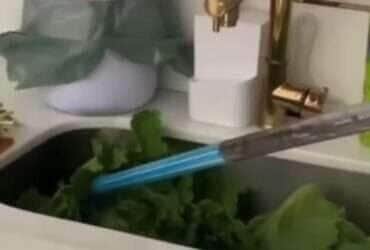 Jovem encontra cobra entre as folhas de alface e vídeo viraliza; salada selvagem!