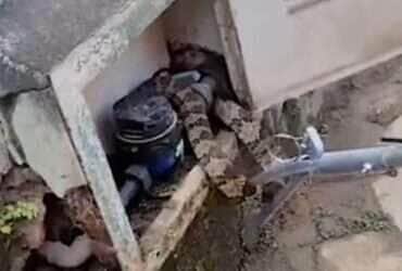 Morador abre hidrômetro e encontra cobra escondida; susto e risadas ao mesmo tempo