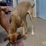 Cachorrinho espertalhão ‘furtou’ um chinelo e virou sensação na internet