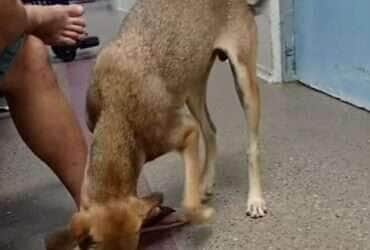 Cachorrinho espertalhão ‘furtou’ um chinelo e virou sensação na internet