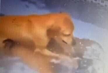 Travessuras de estimação; quando os pets pegam seus tutores de surpresa