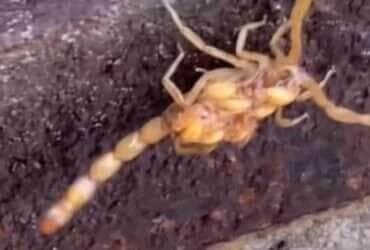 Invasão de escorpiões: o vídeo surpreendente que viralizou na internet