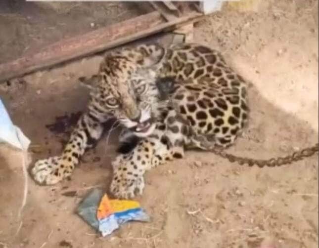 Onça-pintada filhote é resgatada em estado crítico e luta pela vida; Pequena Guerreira