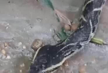 Imagens incríveis registradas por biólogo mostram a serpente em um momento pouco observado na vida selvagem
