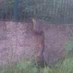 Sucuri escalando muro; um flagrante da natureza urbana