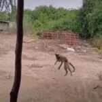 Gato "olímpico" rouba presa de cobra cipó em salto espetacular