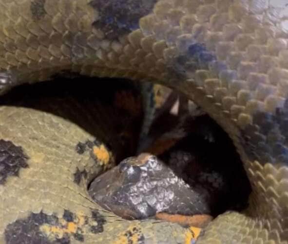 Biólogo Henrique Abrahão explica a fascinante técnica de alimentação da maior serpente da américa do sul 