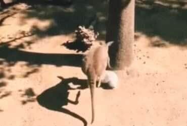 Canguru furioso dá voadeira em coala e vídeo viraliza