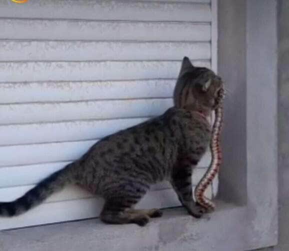Gato caçador; o pequeno felino que viralizou ao levar uma cobra como presente para seu tutor