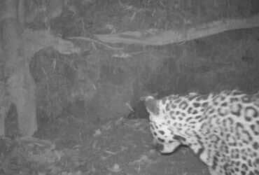 Registro inédito mostra onça-pintada tentando invadir a toca do tatu-canastra e revela a importância desse refúgio natura