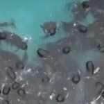 Vídeo viral levanta dúvidas e especialista explica o comportamento desses gigantes dos oceanos