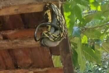 Com velocidade e precisão, a serpente impressiona ao capturar um rato em pleno telhado – e o registro viraliza nas redes