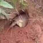 Vídeo narrado pelo Biólogo Henrique mostra a astúcia do tatu e as estratégias de fuga do sapo em uma batalha selvagem