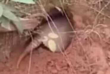 Vídeo narrado pelo Biólogo Henrique mostra a astúcia do tatu e as estratégias de fuga do sapo em uma batalha selvagem