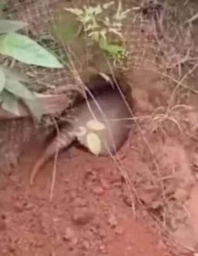 Vídeo narrado pelo Biólogo Henrique mostra a astúcia do tatu e as estratégias de fuga do sapo em uma batalha selvagem
