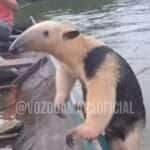 Animal pegou carona em barco na Amazônia, mas não baixou a guarda durante a travessia