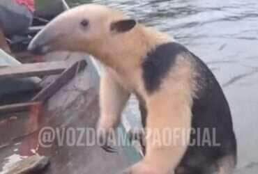 Animal pegou carona em barco na Amazônia, mas não baixou a guarda durante a travessia