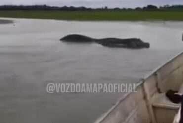 Jacaré gigante do rio amazonas surpreende pescadores e viraliza nas redes sociais