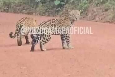 Oncinhas mostram como se divertir na estrada, em plena floresta; passeio selvagem