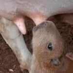 Quando a Natureza Surpreende: Capivara Filhote Mamando em Vaca Faz Sucesso nas Redes