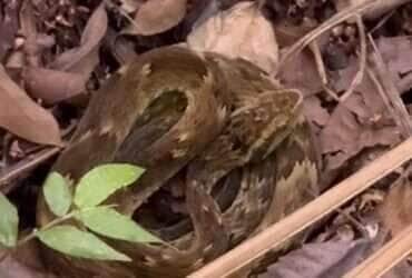 Psicólogo se depara com jararaca camuflada em meio à vegetação