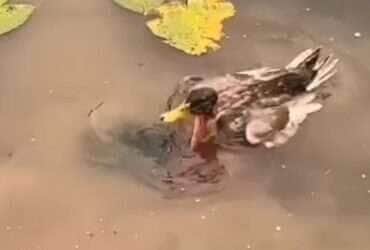 lago e encantam a web