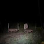 Cena rara na natureza mostra onças frente a frente com uma vaca e o desfecho surpreende