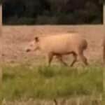 Anta Albina é flagada em plantação de Soja em Nova Mutum
