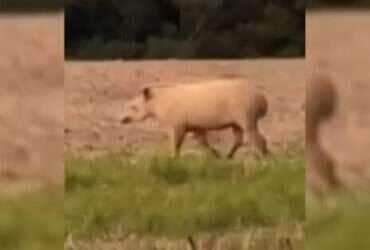 Anta Albina é flagada em plantação de Soja em Nova Mutum
