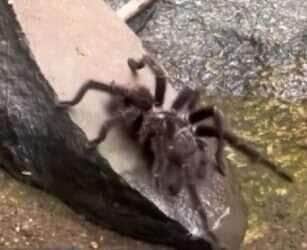 Aranha caranguejeira nadadora? vídeo viral revela a surpreendente agilidade aquática do aracnídeo