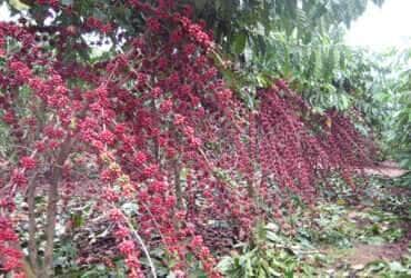 cafe robusta amazonico