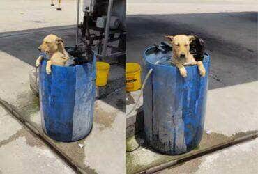 Cachorrinhos viralizam ao se refrescarem dentro de balde no rio de janeiro