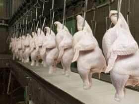 carne frango
