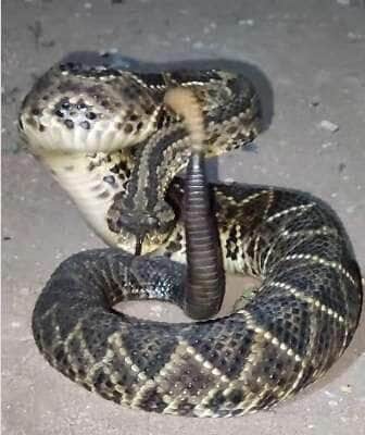Serpente exibe toda sua imponência em imagens que viralizaram, reforçando a importância do respeito à vida selvagem