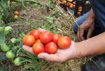 certificacao de produtos organicos tecpar 1