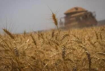 Colheitadeira, Colheita de trigo, grãos