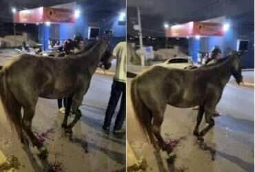 Animal foi atingido por um veículo na avenida Filinto Muller; condutor fugiu sem prestar socorro 