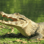 Jacaré captura peixe pintado e rouba a cena na natureza O peixe pintado, também conhecido como surubim, é um dos maiores peixes de água doce do Brasil, podendo ultrapassar um metro de comprimento. Não é qualquer um que fisga um desses – mas o nosso amigo escamoso não teve dificuldades. Em poucos segundos, o que seria um troféu de pesca virou almoço para o jacaré. Esses répteis, pertencentes à família Alligatoridae, são verdadeiros mestres da caça aquática. Sua camuflagem natural, força e paciência fazem deles predadores temidos por muitos animais e respeitados pelos humanos. E, ao que tudo indica, também fazem parte da elite da pesca selvagem. A cena, além de impressionante, é um lembrete da riqueza da vida animal e da sabedoria instintiva que a natureza esconde. E aí, será que você pesca melhor que esse jacaré?
