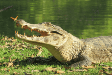 Jacaré captura peixe pintado e rouba a cena na natureza O peixe pintado, também conhecido como surubim, é um dos maiores peixes de água doce do Brasil, podendo ultrapassar um metro de comprimento. Não é qualquer um que fisga um desses – mas o nosso amigo escamoso não teve dificuldades. Em poucos segundos, o que seria um troféu de pesca virou almoço para o jacaré. Esses répteis, pertencentes à família Alligatoridae, são verdadeiros mestres da caça aquática. Sua camuflagem natural, força e paciência fazem deles predadores temidos por muitos animais e respeitados pelos humanos. E, ao que tudo indica, também fazem parte da elite da pesca selvagem. A cena, além de impressionante, é um lembrete da riqueza da vida animal e da sabedoria instintiva que a natureza esconde. E aí, será que você pesca melhor que esse jacaré?