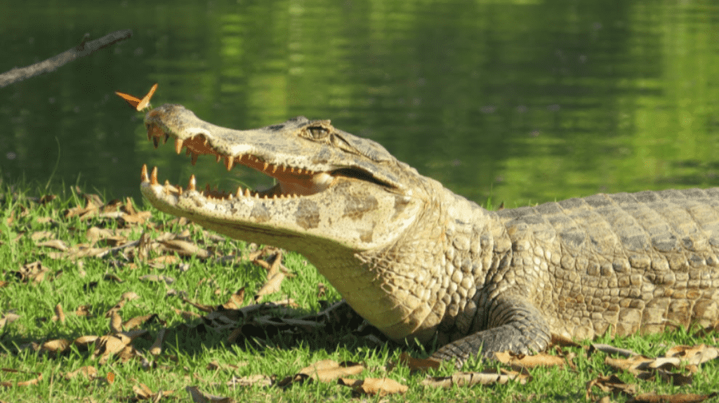 Jacaré captura peixe pintado e rouba a cena na natureza O peixe pintado, também conhecido como surubim, é um dos maiores peixes de água doce do Brasil, podendo ultrapassar um metro de comprimento. Não é qualquer um que fisga um desses – mas o nosso amigo escamoso não teve dificuldades. Em poucos segundos, o que seria um troféu de pesca virou almoço para o jacaré. Esses répteis, pertencentes à família Alligatoridae, são verdadeiros mestres da caça aquática. Sua camuflagem natural, força e paciência fazem deles predadores temidos por muitos animais e respeitados pelos humanos. E, ao que tudo indica, também fazem parte da elite da pesca selvagem. A cena, além de impressionante, é um lembrete da riqueza da vida animal e da sabedoria instintiva que a natureza esconde. E aí, será que você pesca melhor que esse jacaré?