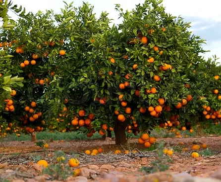 laranja pe de laranja frutas no chao